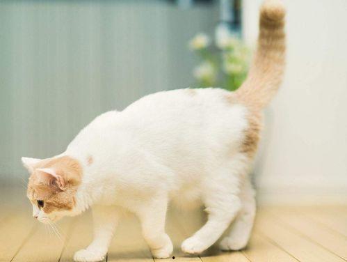 娱乐吃瓜君猫咪